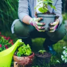 Entreprises 1 image BLOEMEN EN TUINAANLEG DEMAREZ JOOST detailhandel in bloemen, planten, zaden en kunstmeststoffen in gespecialiseerde winkels dans Lendelede VWV
