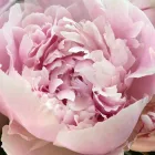 Entreprises 2 image DE AMARANT detailhandel in bloemen, planten, zaden en kunstmeststoffen in gespecialiseerde winkels dans Belsele VOV
