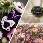 Entreprises 4 image DE VIER SEIZOENEN detailhandel in bloemen, planten, zaden en kunstmeststoffen in gespecialiseerde winkels dans Assebroek VWV