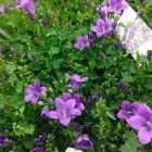 Entreprises 3 image FLEUR BLOEMENATELIER detailhandel in bloemen, planten, zaden en kunstmeststoffen in gespecialiseerde winkels dans Zottegem VOV