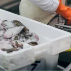 Entreprises 1 image HUYGHEBAERT & ZOON detailhandel in vis en schaal- en weekdieren in gespecialiseerde winkels dans Nieuwpoort VWV