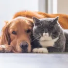 Entreprises 1 image JO VEKEMAN DIERENARTS veterinaire diensten dans Zande VWV