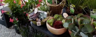 Entreprises 1 image ARTI FLEUR DÉCO detailhandel in bloemen, planten, zaden en kunstmeststoffen in gespecialiseerde winkels dans Oostende VWV