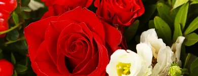 Entreprises 4 image CITYFLOWERS detailhandel in bloemen, planten, zaden en kunstmeststoffen in gespecialiseerde winkels dans Antwerp VAN