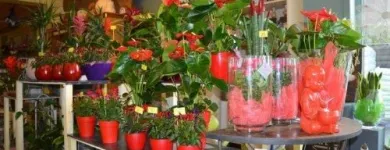 Entreprises 1 image DE BLOEMENKORF - FRANCINE detailhandel in bloemen, planten, zaden en kunstmeststoffen in gespecialiseerde winkels dans Oostende VWV