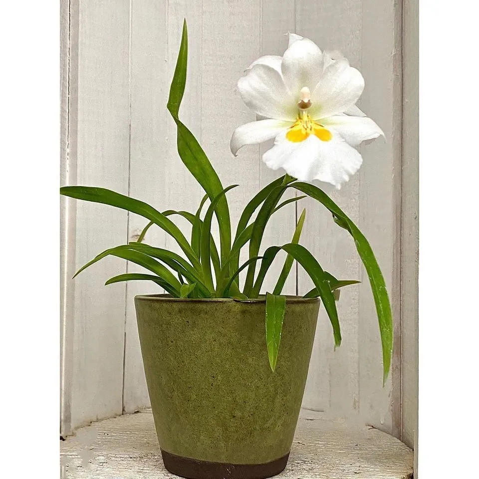Entreprises 2 image ORCHIDEEËN PETRENS & CO.